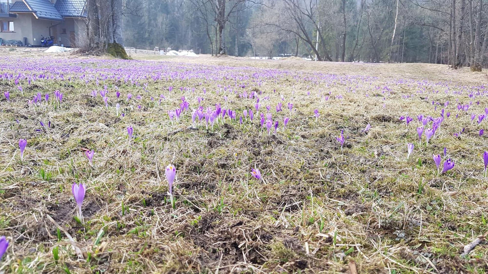 Dom Na Skraju Lasu Jurgów Eksteriør billede